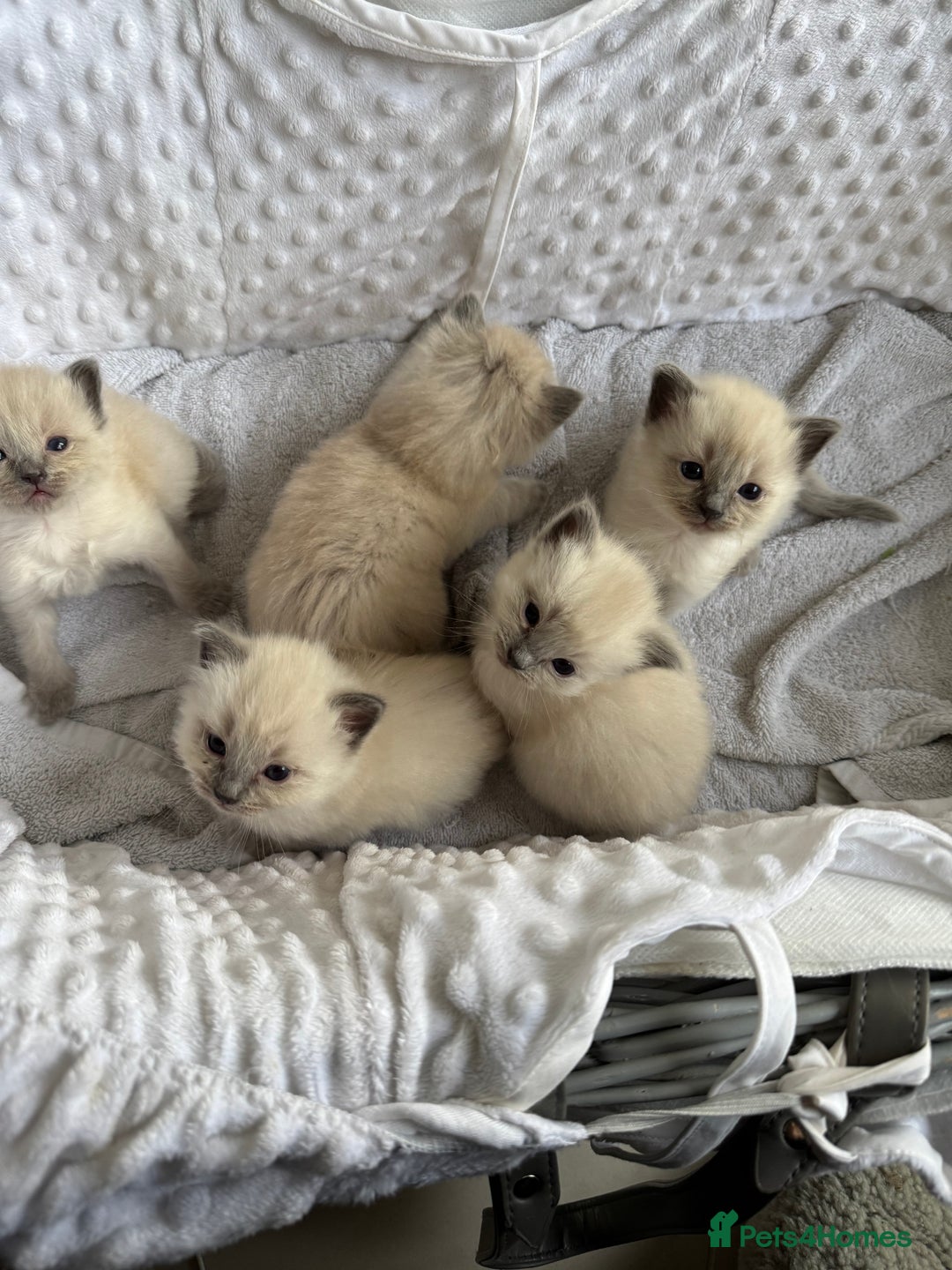 Ragdoll cats for sale: Blue point rag doll kittens - Image 3