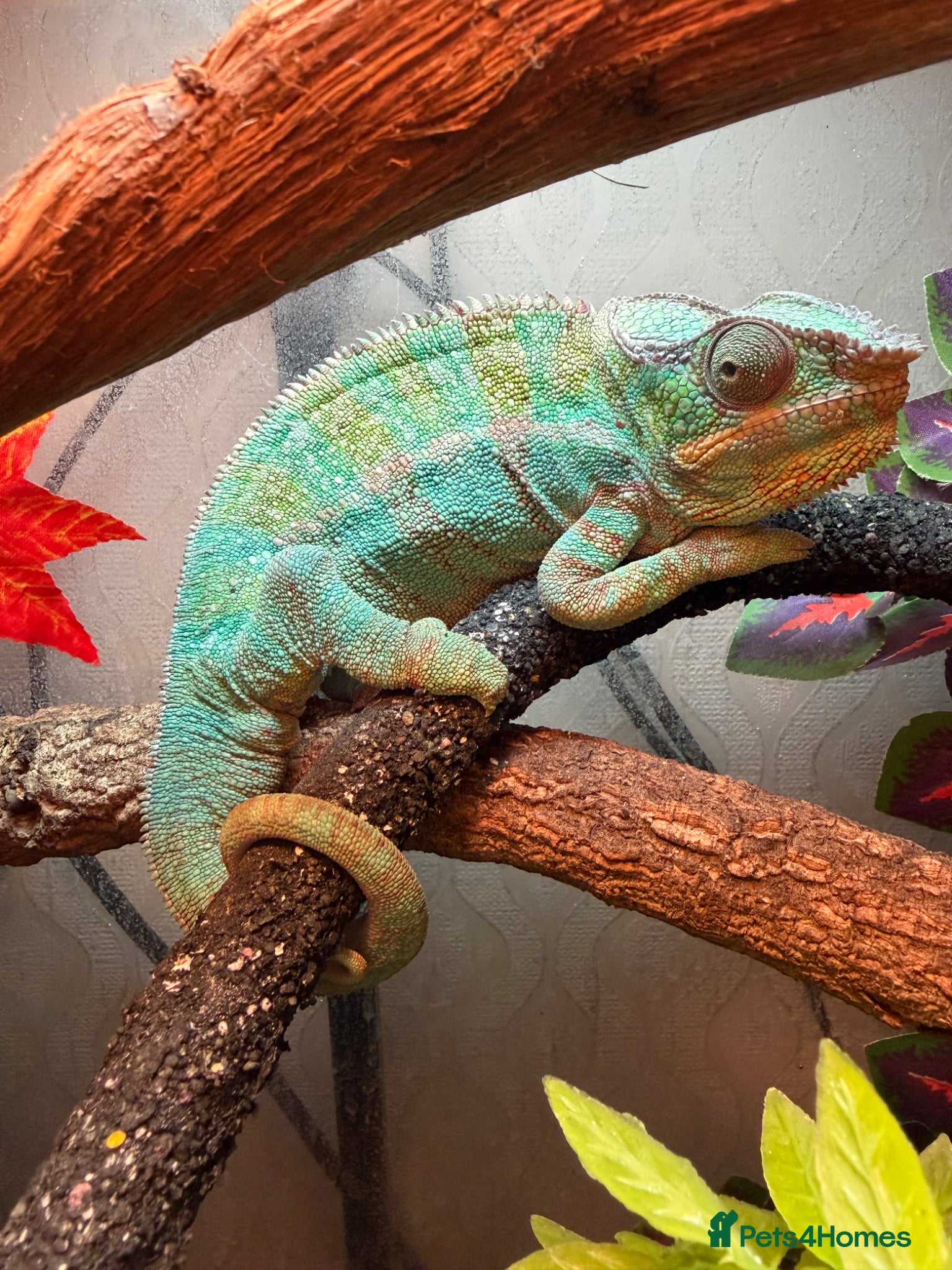 Chameleon reptiles Nosy B Cameleon - Advert 3