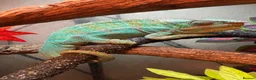 Chameleon reptiles for sale: Nosy B Cameleon - Advert 1