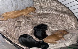 Cockapoo dogs for sale: Mini cockapoo f2  - Image 9