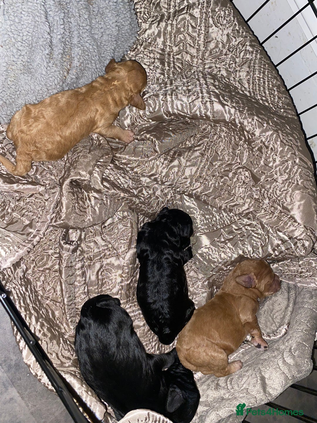 Cockapoo dogs for sale: Mini cockapoo f2  - Image 9