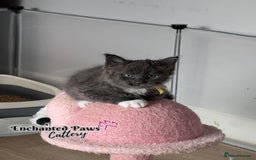 Maine Coon cats for sale: Ready now! 1 boy TICA Registered  - Image 15