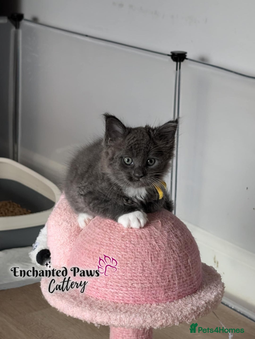 Maine Coon cats for sale: Ready now! 1 boy TICA Registered  - Image 15