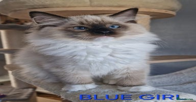 Ragdoll cats - Advert 7