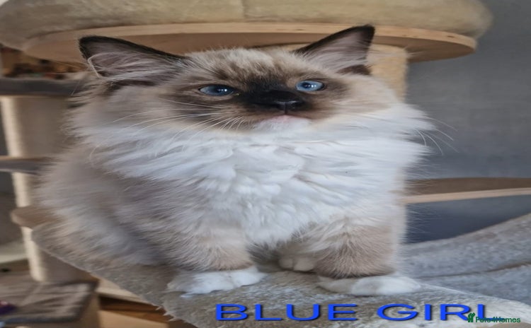 Ragdoll cats - Advert 1