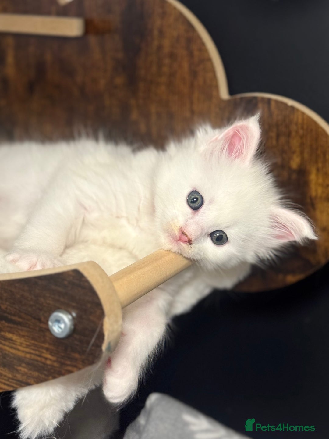 Maine Coon cats for sale: Stunning White Maine Coon Kittens – XXL Bloodline - Advert 2