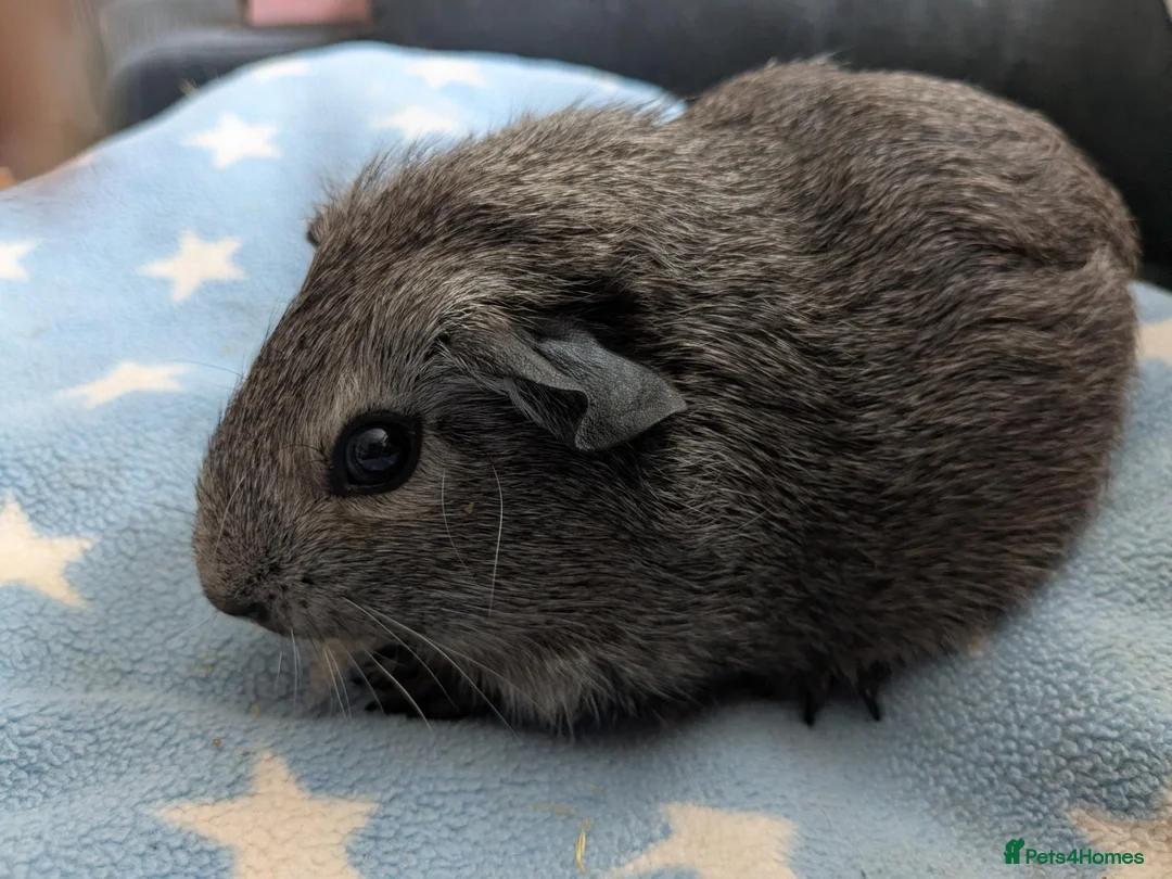 Guinea Pig rodents for sale: Guinea pigs boars and sows available  - Advert 2