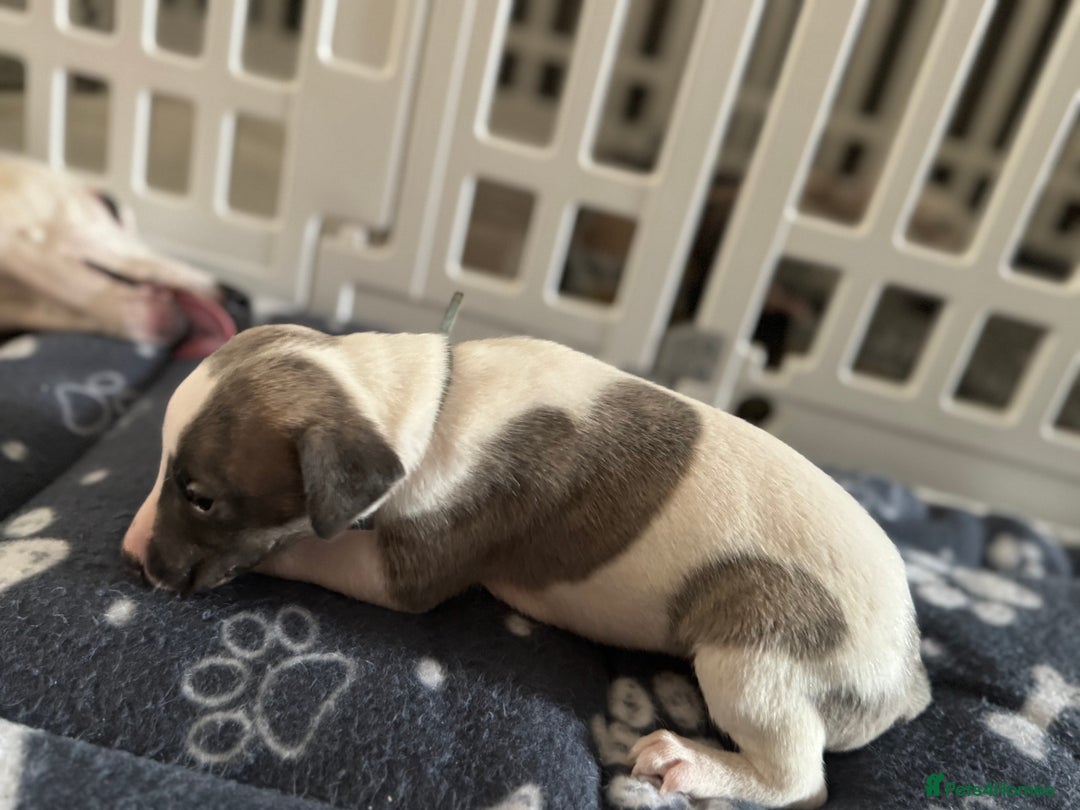 Whippet dogs for sale: KC Whippet puppies only 2 boys left  - Advert 3