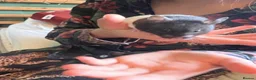 Hamster rodents for sale: Female Baby Syrian Hamster in York - Advert 3