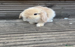 Mini Lop rabbits for sale: 2 Pure Mini Lop Bunnies - Image 4