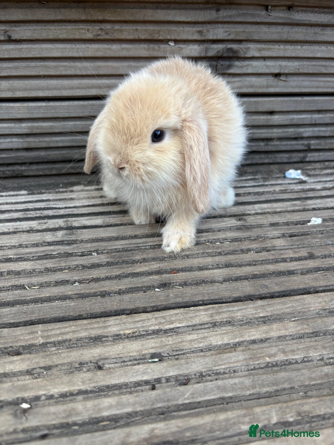 Mini Lop rabbits for sale: 2 Pure Mini Lop Bunnies - Image 4