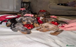 Miniature Dachshund dogs for sale: Miniature Dachshund puppies. Readying Soon! - Image 10