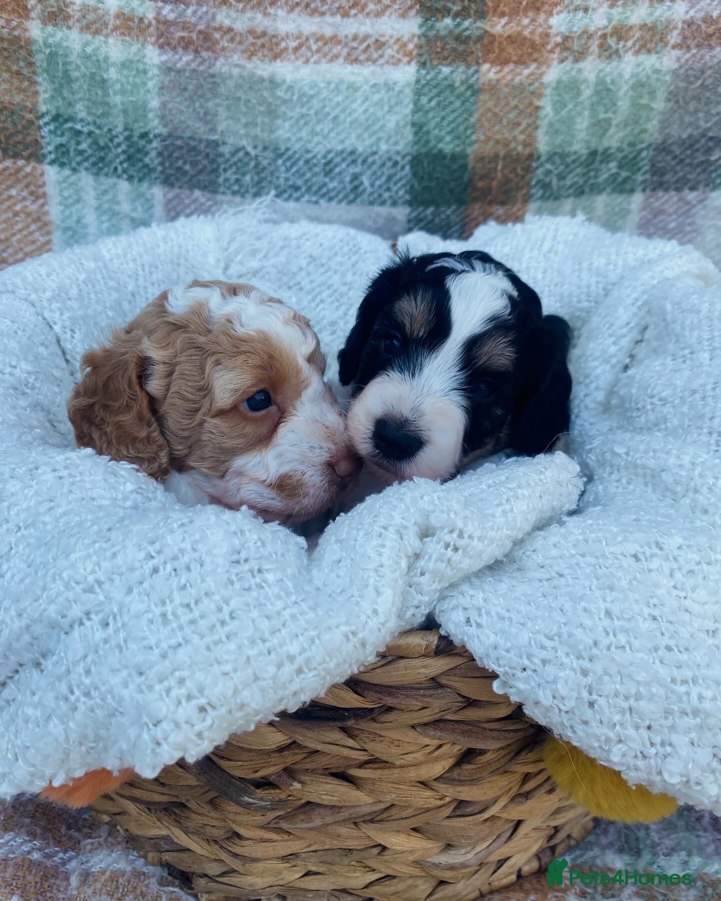 Cockapoo dogs Cockapoo F1B  - Advert 20