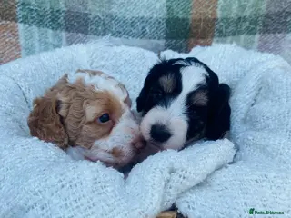 Cockapoo dogs READY - DNA health tested parents - Advert 13