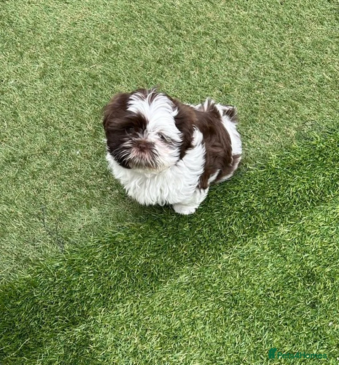 Shih Tzu dogs for sale: Shih Tzu puppies - Advert 5
