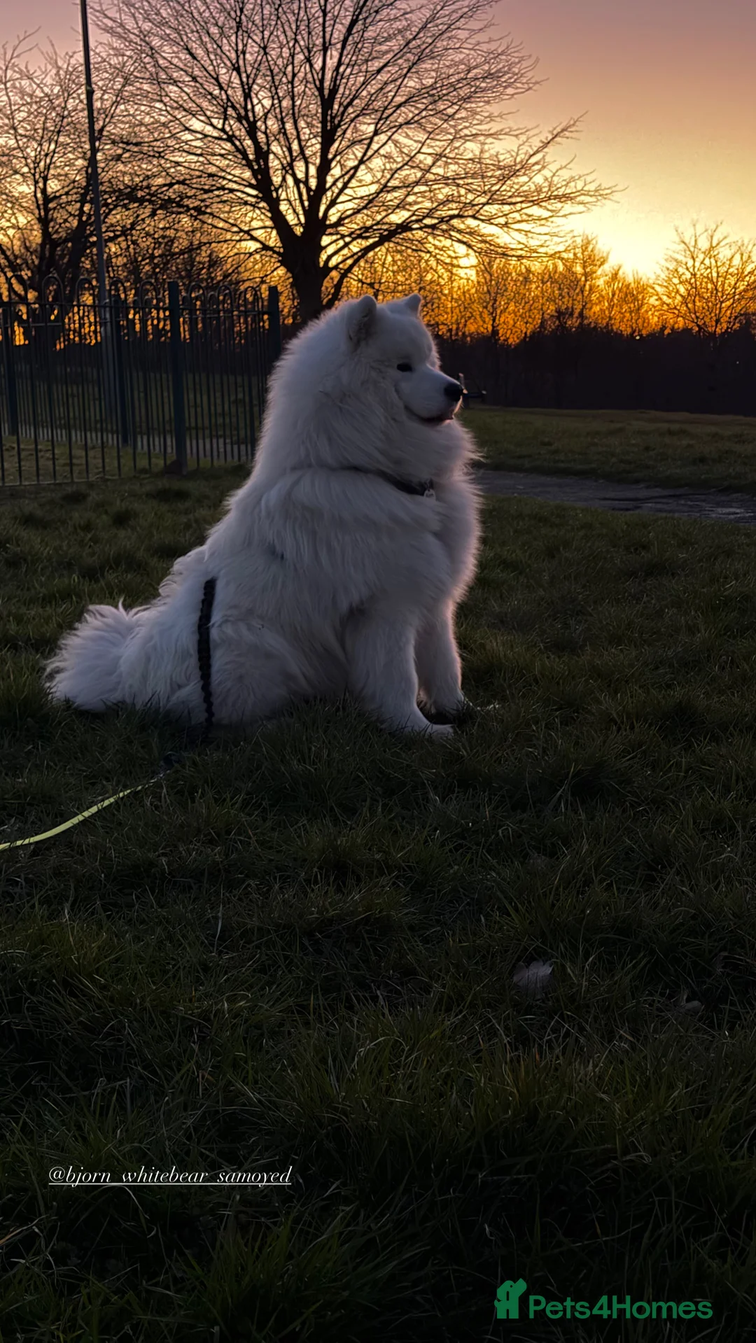 Samoyed dogs for stud: Elite Samoyed Stud–A Genetic Freek Bear Face type. in Deeside - Advert 8