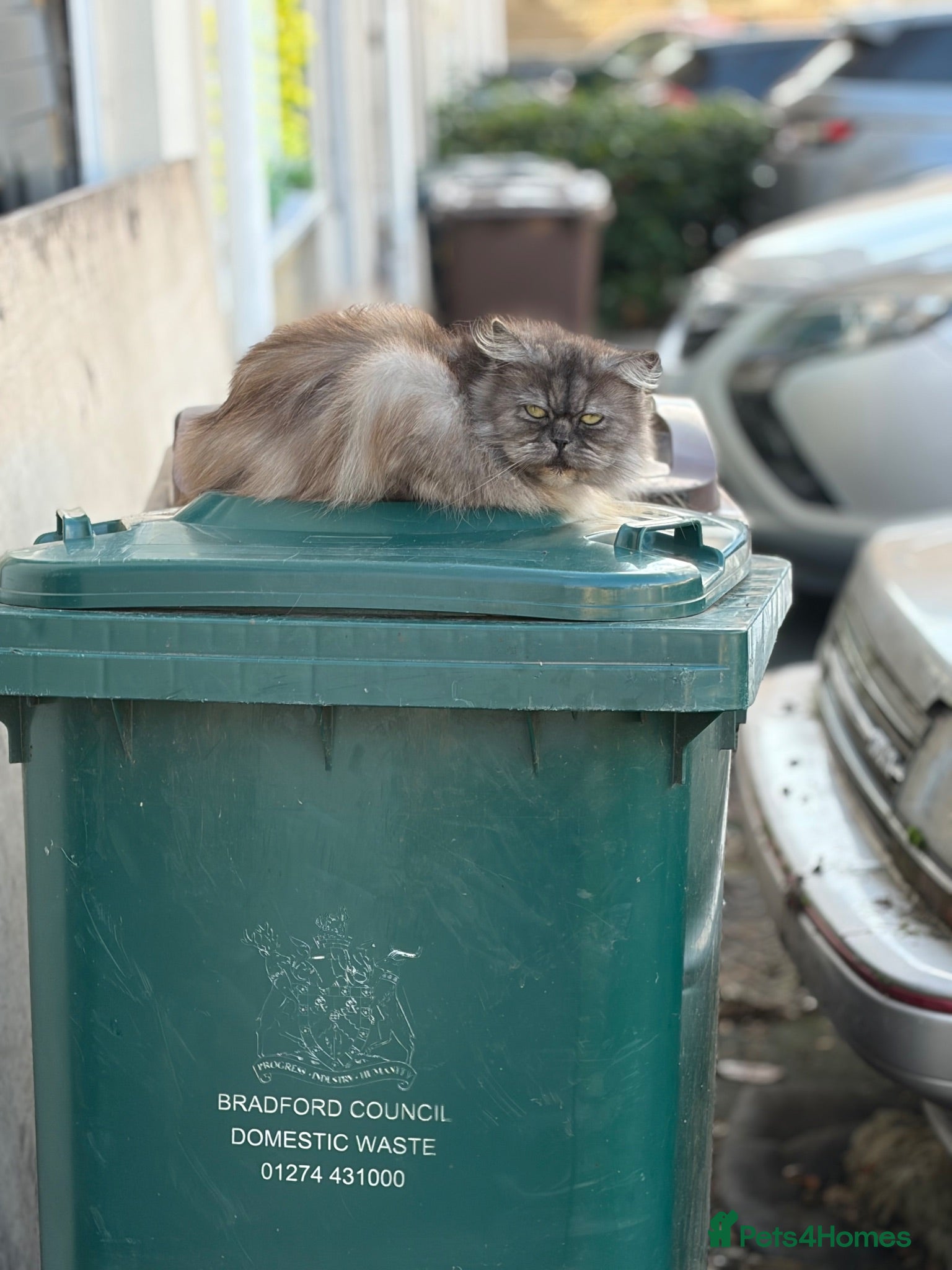 Persian cats Beautiful Half ragdoll and half Persian cat  - Advert 13