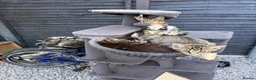 Maine Coon cats for sale: Stuning Maine Coone kittens - Advert 2