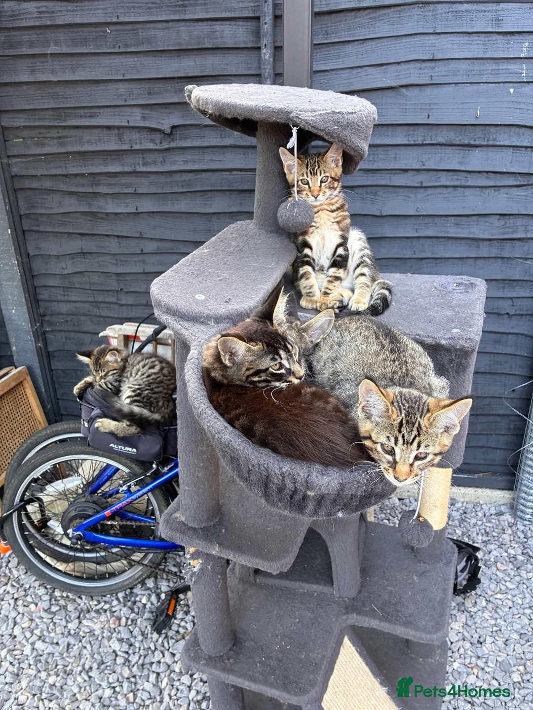 Maine Coon cats for sale: Stuning Maine Coone kittens - Advert 2