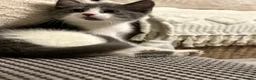 Mixed Breed cats for sale: Beautiful white & grey kitten ready to leave now  in Lowestoft - Advert 4
