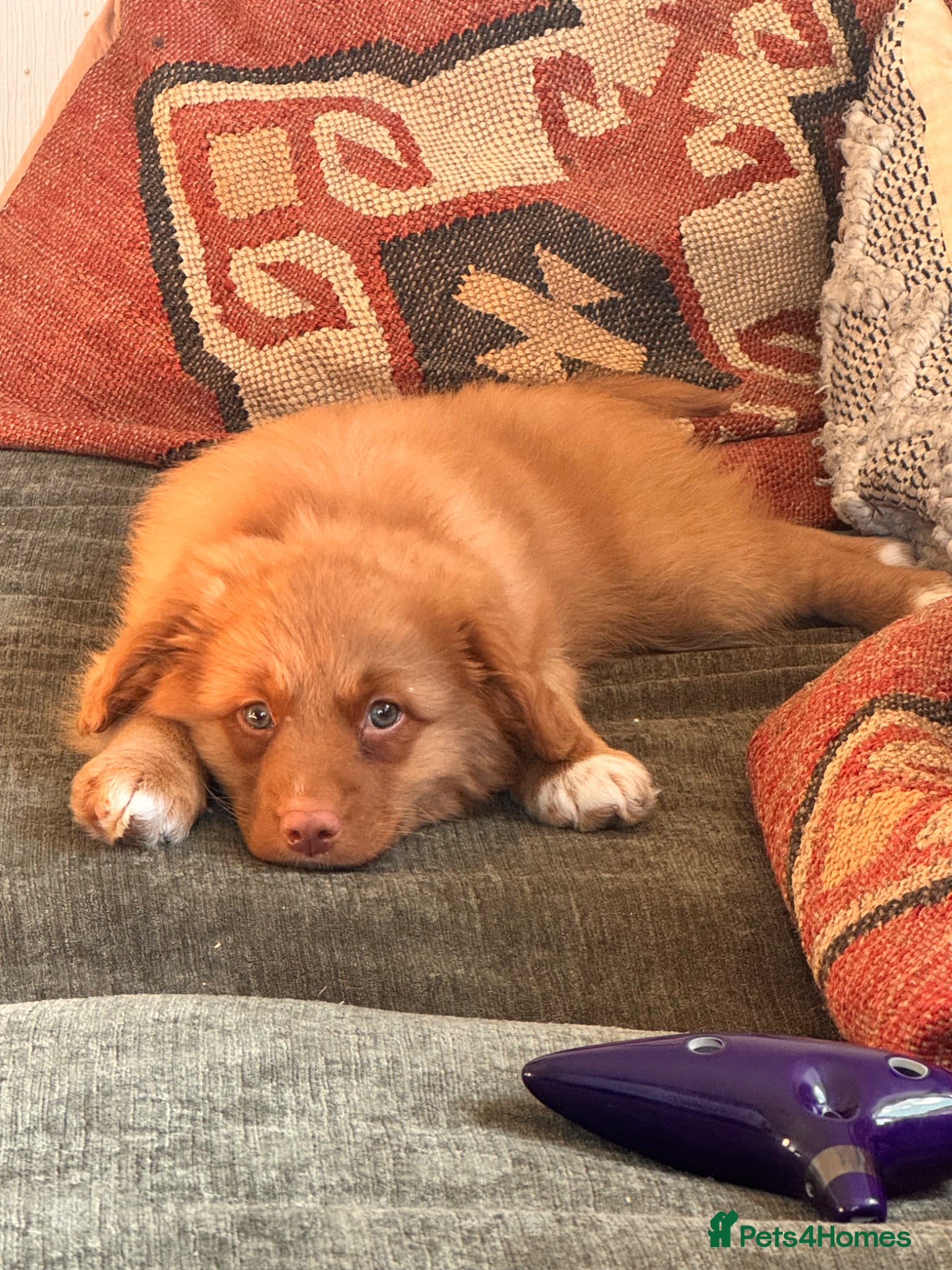 Nova Scotia Duck Tolling Retriever dogs One male Toller pup  - Advert 7