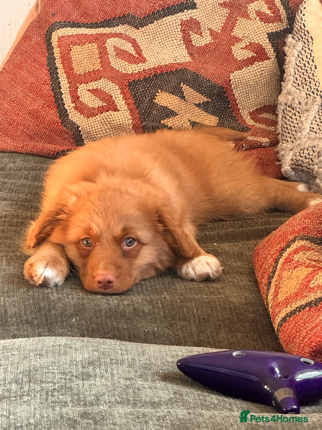 Nova Scotia Duck Tolling Retriever dogs for sale: One male Toller pup  - Advert 1