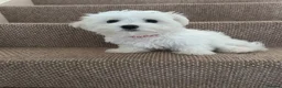 Maltese dogs for sale: Stunning Maltese puppies - Advert 4