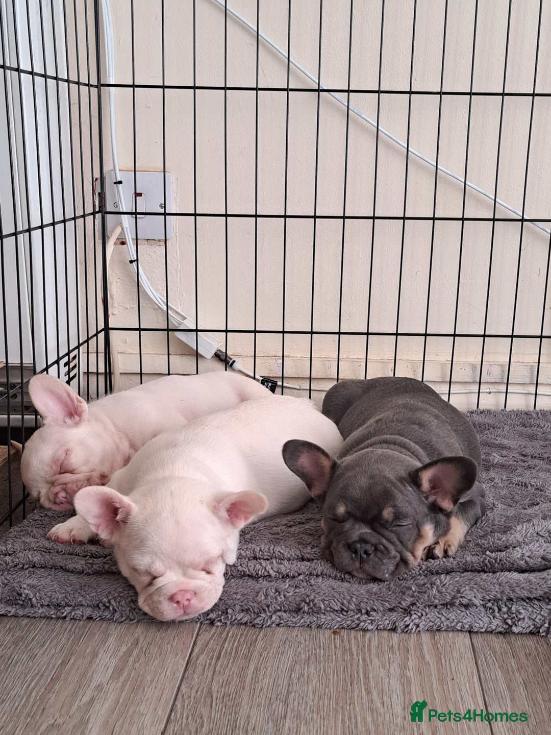French Bulldog dogs for sale: One pink male french bulldog left  - Advert 4
