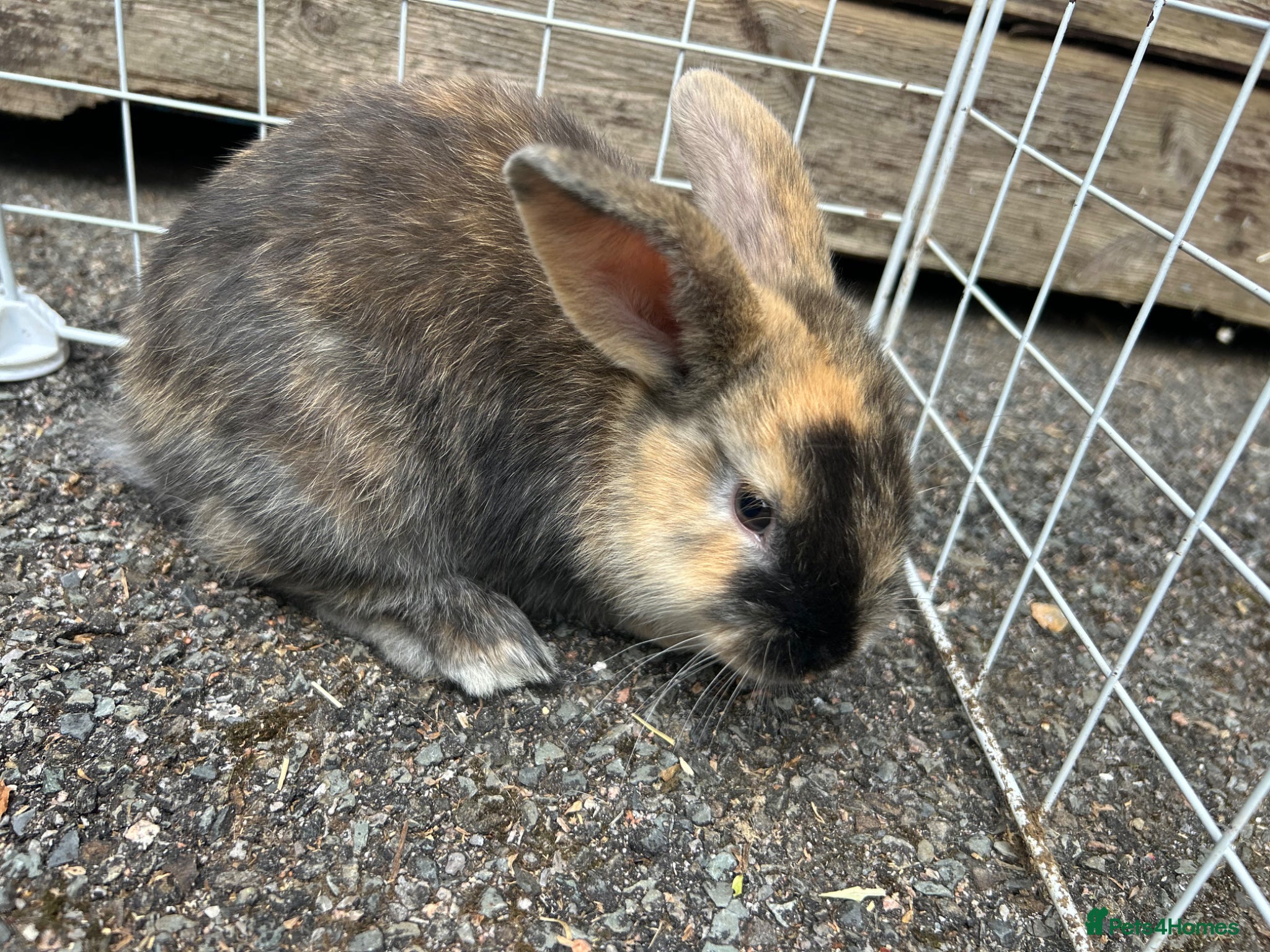 Mixed Breed rabbits for sale: 2 male English x lop rabbits  - Advert 3