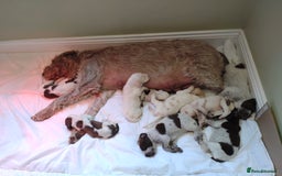 Italian Spinone dogs for sale: A beautiful litter of Italian Spinones  - Image 6