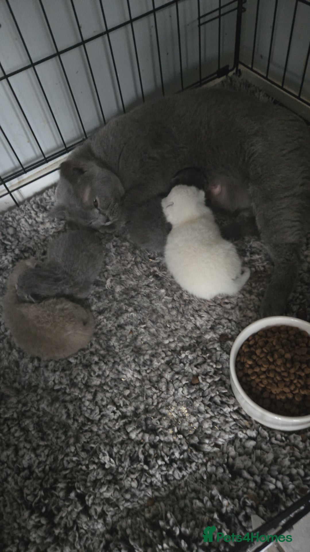 British Shorthair cats for sale: THREE MALE BRITISH SHORTHAIR KITTENS FOR SALE - Image 11
