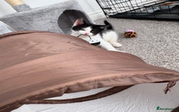 Domestic Shorthair cats for sale: Last little black & white girl for sale - Image 1
