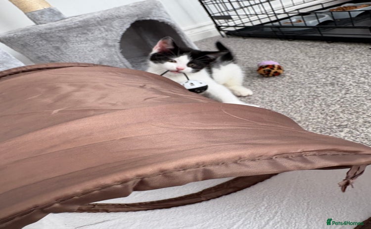 Domestic Shorthair cats - Advert 1