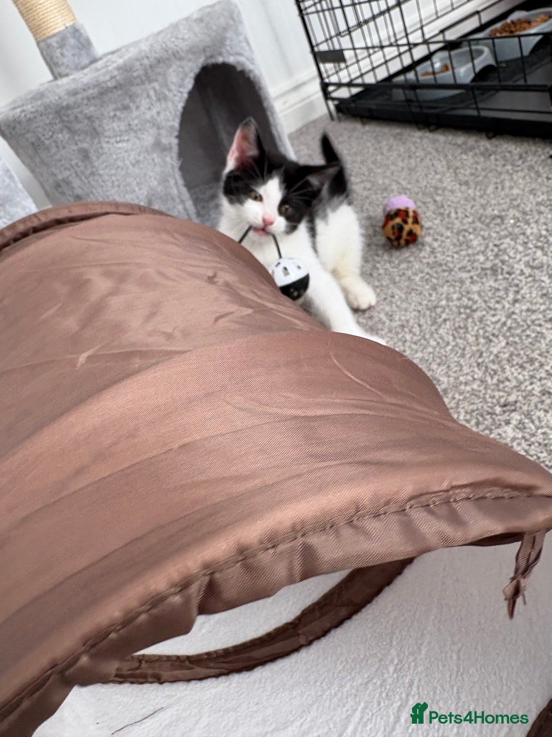 Domestic Shorthair cats for sale: Last little black & white girl for sale - Image 1