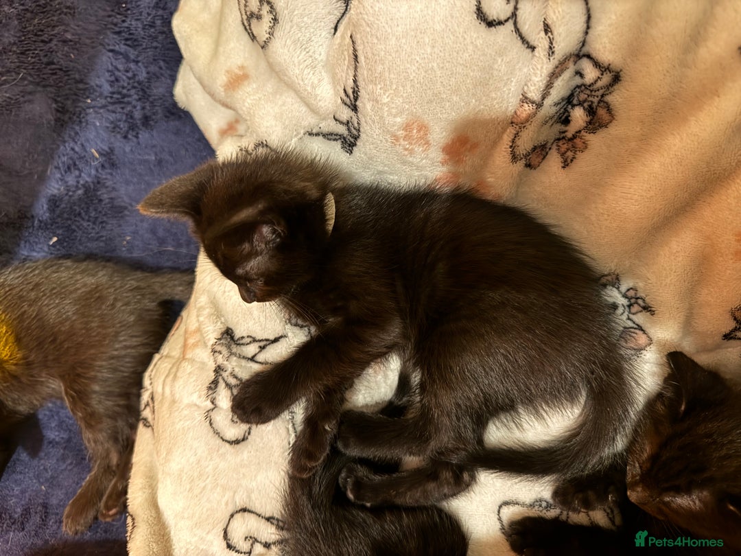 Mixed Breed cats for sale: Melanistic bengals/siamese’s (bengalese) - Advert 12