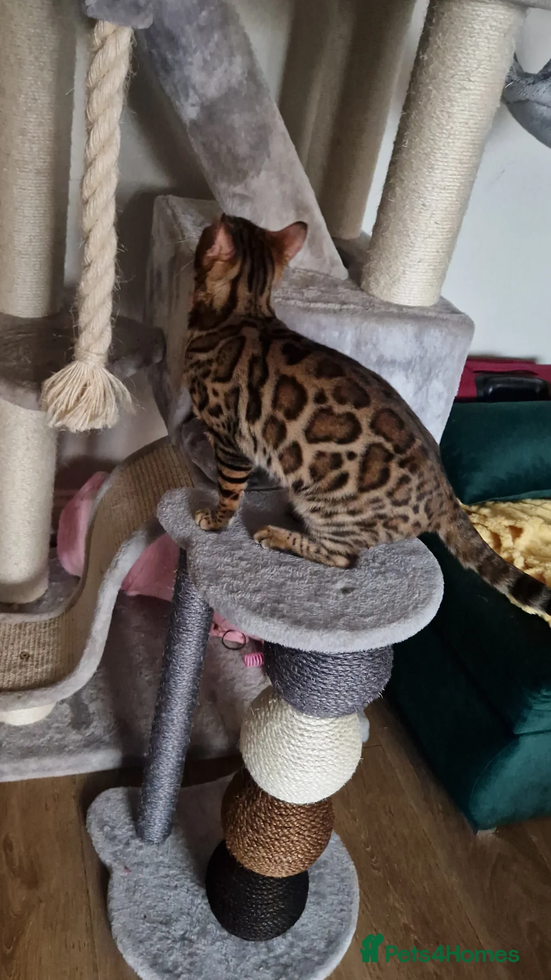 Bengal cats for sale: Active Tica registered boy😍 - Advert 10