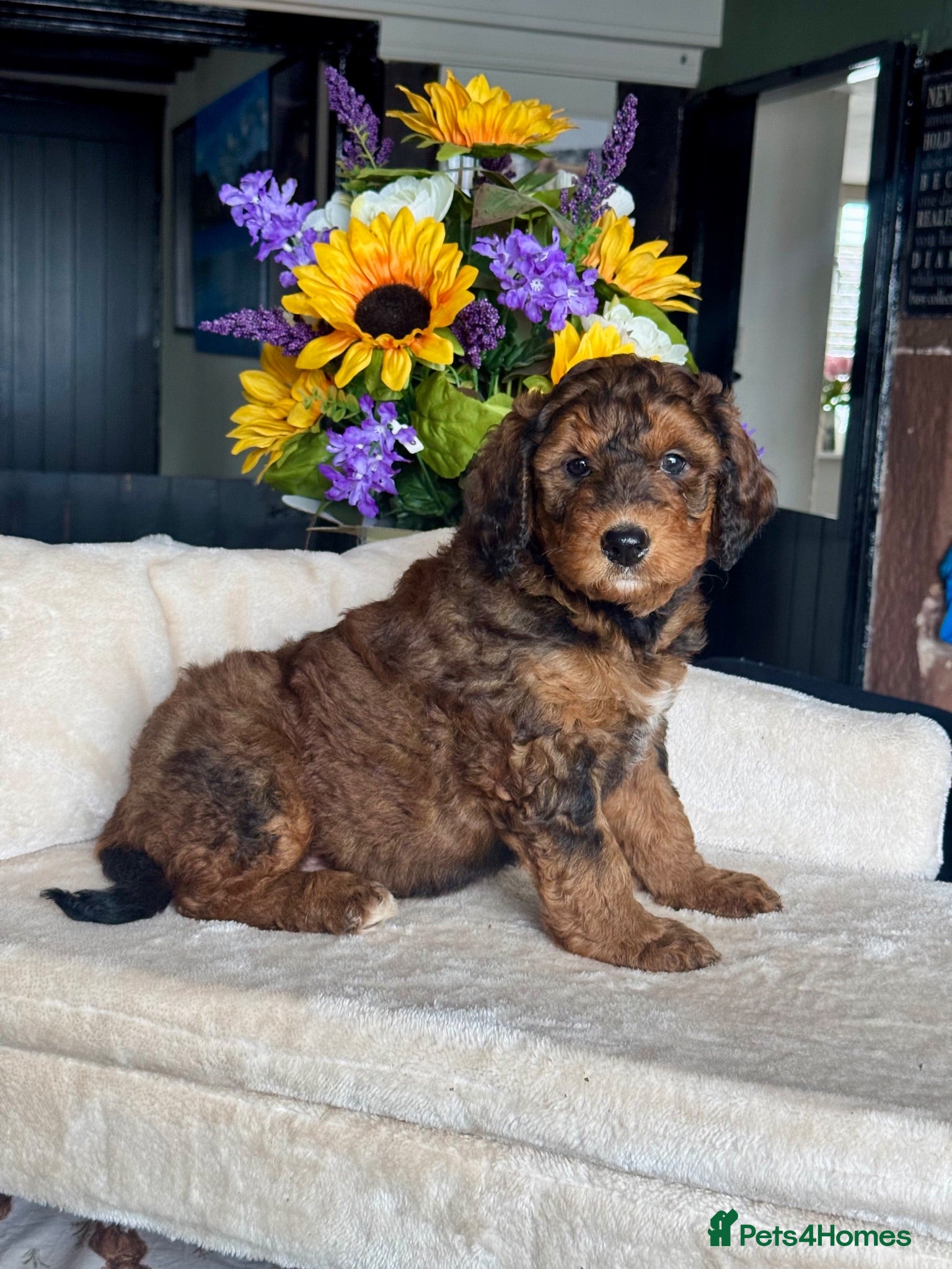 Bernedoodle dogs 4 gorgeous medium size bernedoodle puppies  - Advert 2