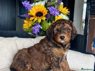 Bernedoodle dogs 4 gorgeous medium size bernedoodle puppies - Advert 2