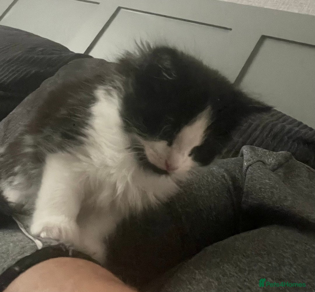 Mixed Breed cats for sale: Kittens  - Image 23