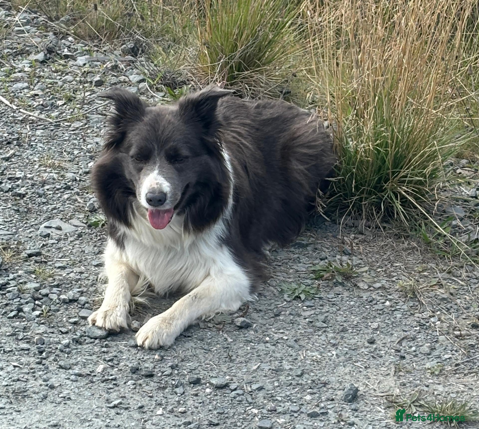 Border Collie dogs KC Registered Show Border Collie Puppies - Advert 2