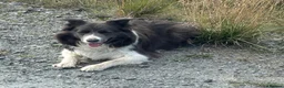 Border Collie dogs for sale: KC Registered Show Border Collie Puppies in Purley - Advert 2