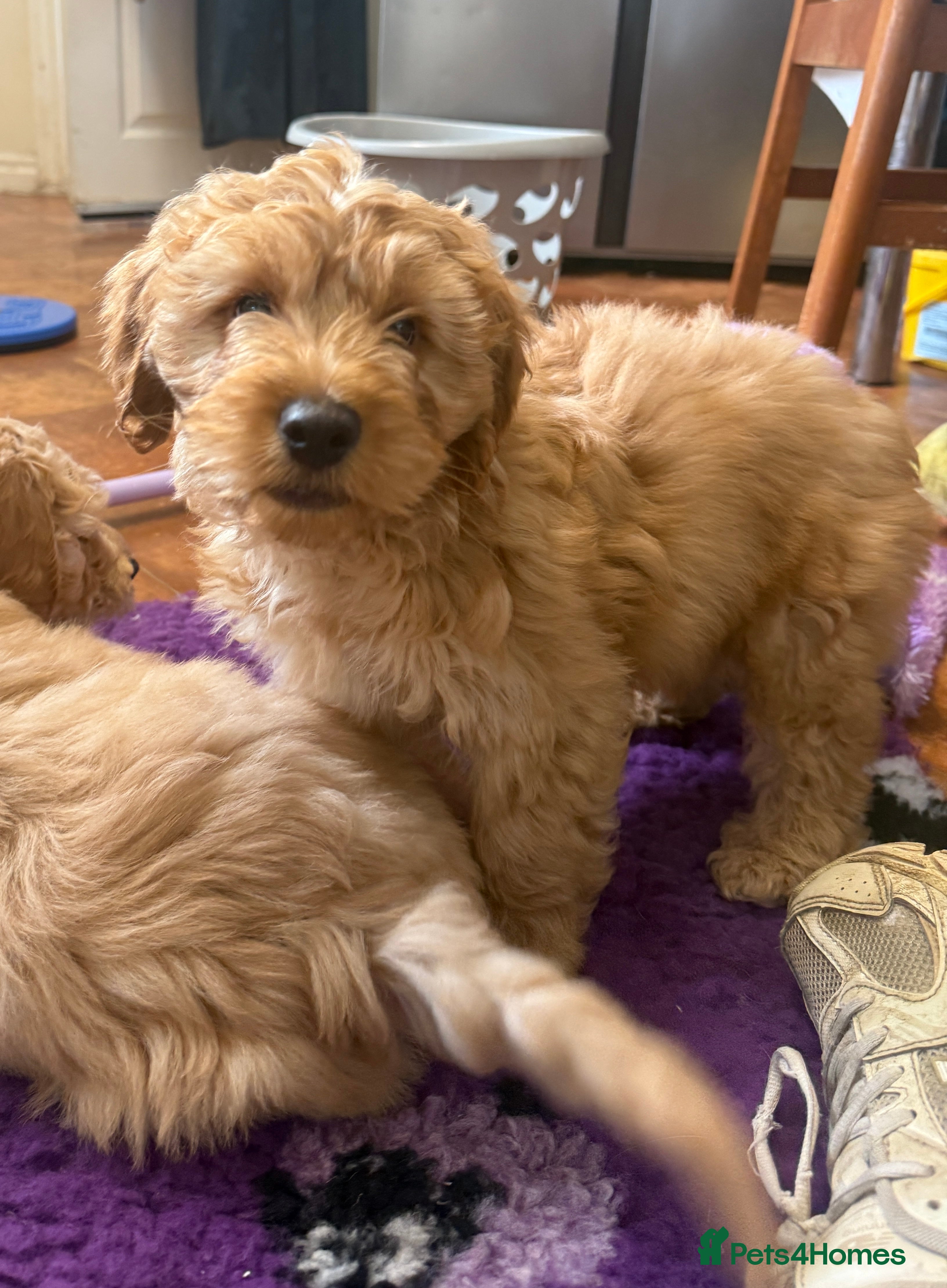 Cockapoo dogs Fully Vaccinated Health Tested Cockapoo Puppies - Advert 4