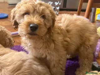 Cockapoo dogs Fully Vaccinated Health Tested Cockapoo Puppies - Advert 4