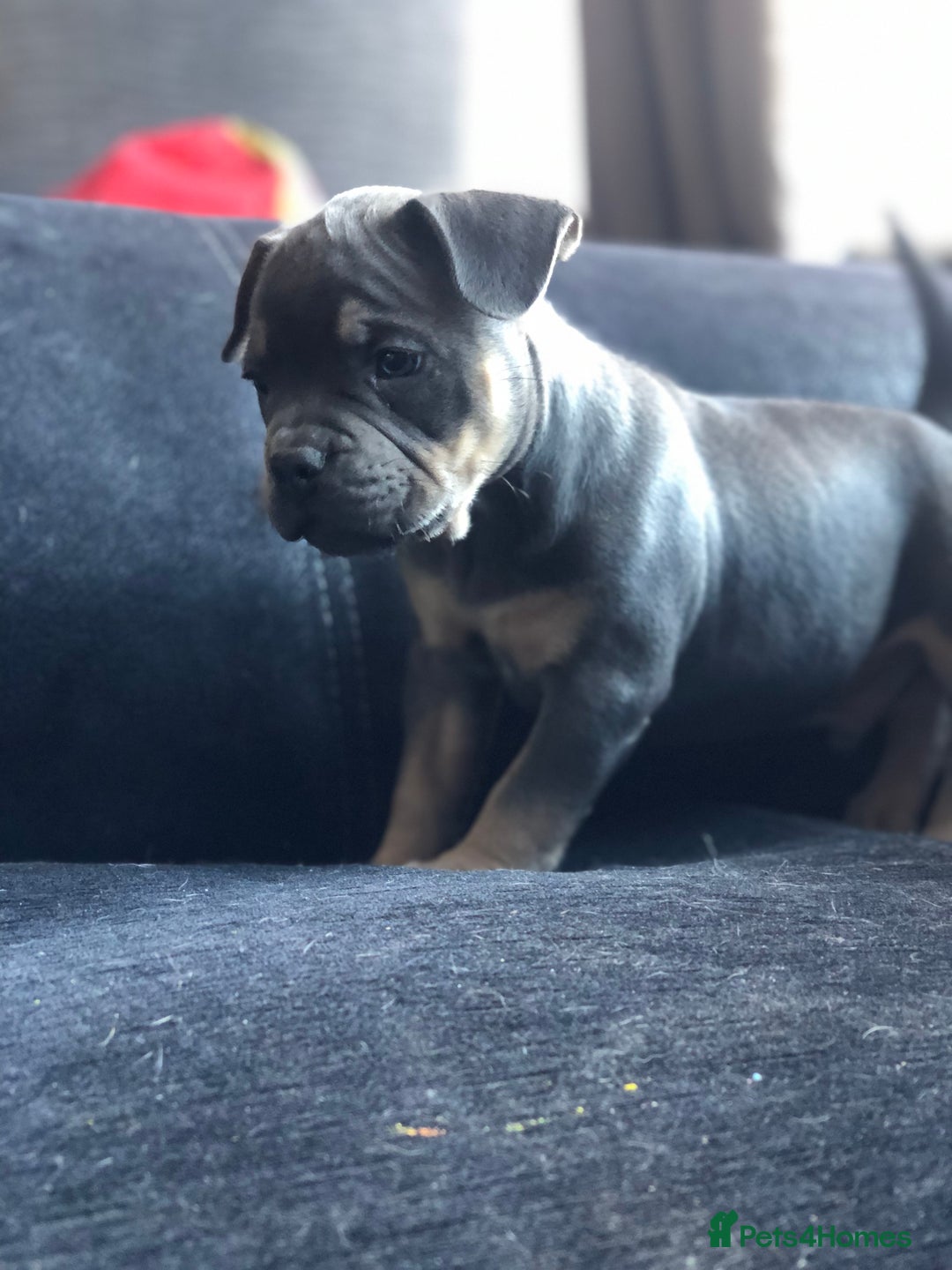 American Bully dogs for stud: ABKC REGISTERED POCKET BULLY STUD in Waterlooville - Image 11