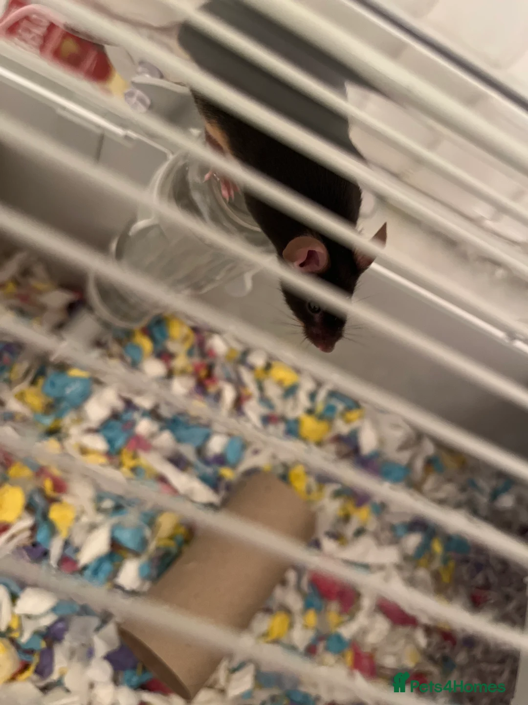 Mouse rodents for sale: Baby fancy mice waiting list  - Advert 3