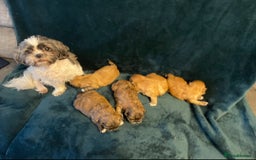 Shih Tzu dogs for sale: Adorable Shih tzu puppies for sale - Image 10