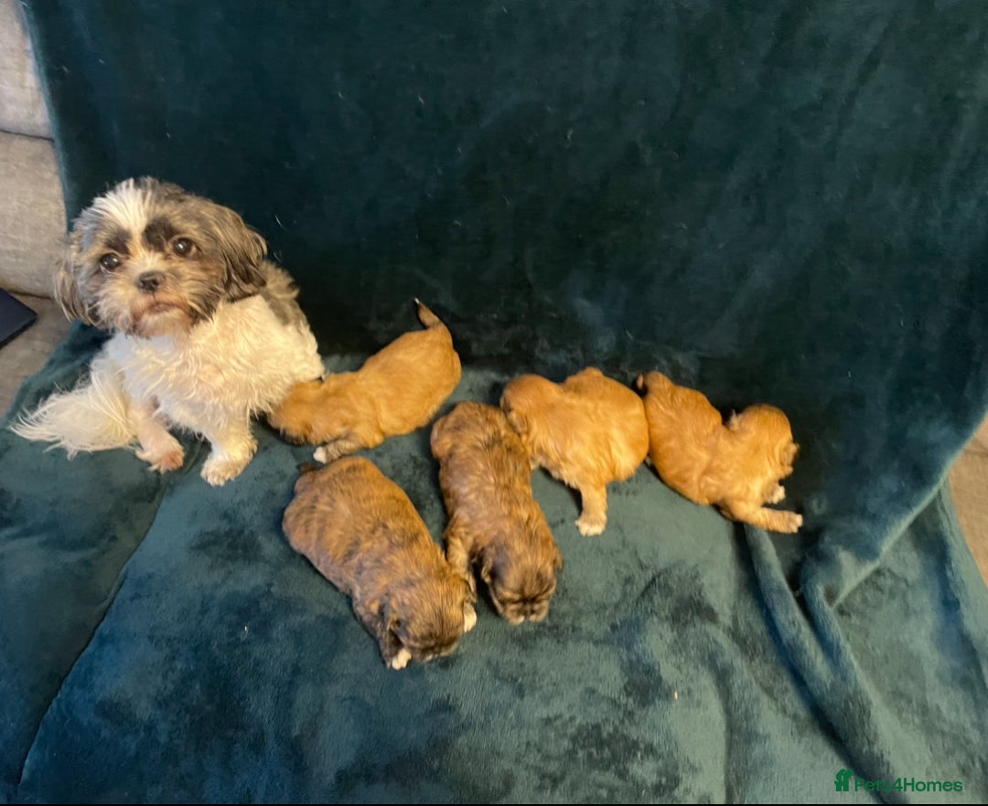 Shih Tzu dogs for sale: Adorable Shih tzu puppies for sale - Image 10