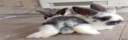 Mini Lop rabbits for sale: 4 adorable babies  - Advert 10
