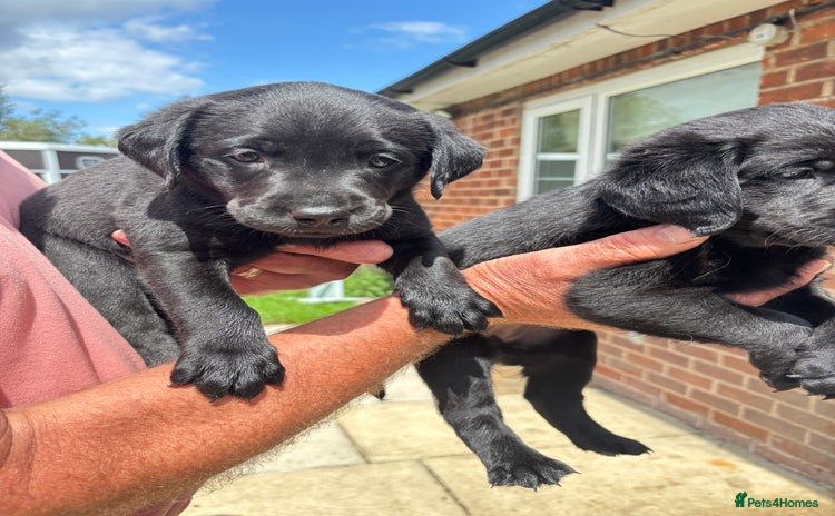 Labrador Retriever dogs - Advert 11