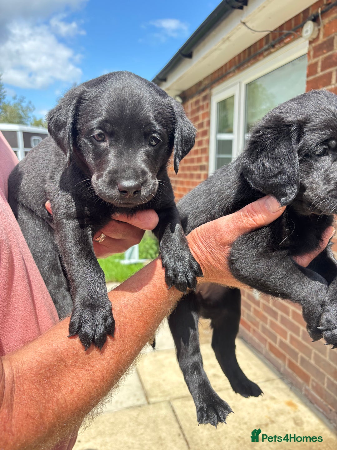 Labrador Retriever dogs for sale: Fully health tested kc reg Labrador puppies  - Image 1